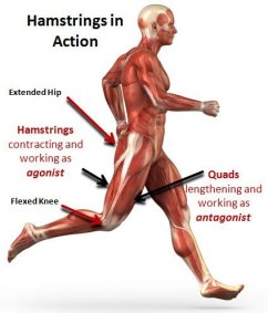 hamstrings-in-action